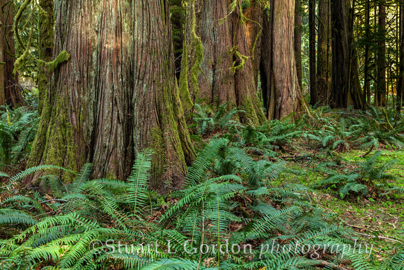 OlympicNP_042518_0831