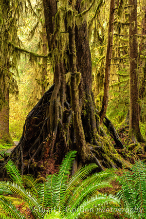 OlympicNP_042818_0518