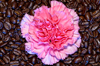 Flowers&Coffee_0378