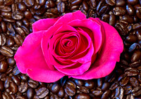 Flowers&CoffeeBeans_0390