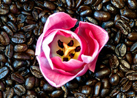 Flowers&CoffeeBeans_0400