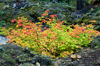 Autumn in the Lava Fields1142010 copy