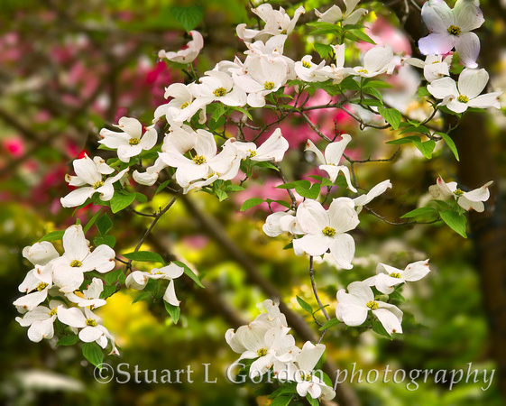 Columbia River Gorge, Dogwood Blooming_2190 copy