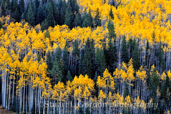 Aspen Forest Abstract_1389
