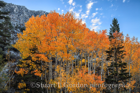 Gathering of Aspens_1632_to_1636
