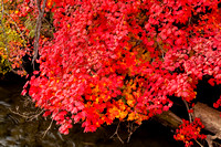 Autumn Foliage, Suttle Lake2012_20121012_2318 copy