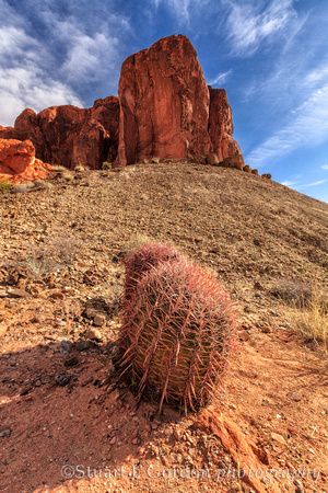 Cactus & Red Rock, Valley of Fire_130305_0159