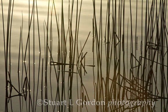Reeds, Lake Siskiyou