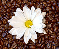 Flowers&CoffeeBeans_0396