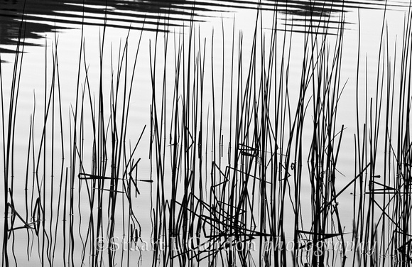 Reeds, Lake Siskiyou