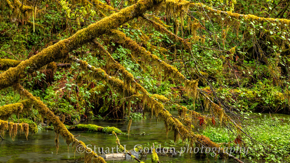 OlympicNP_042818_0567