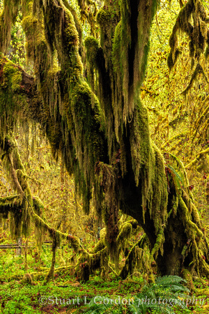 OlympicNP_042818_0520
