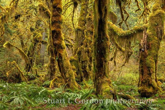 OlympicNP_042818_0536