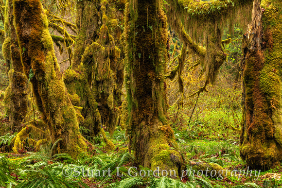 OlympicNP_042818_0529