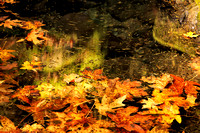 Reflections on Autumn II_0085