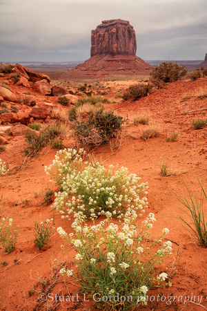 Desert Bloom_1839_40