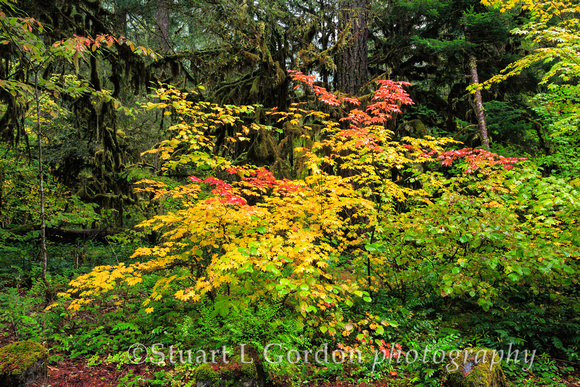 Fall Foliage 2013_0069