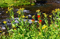 Fall Creek & Wildflowers