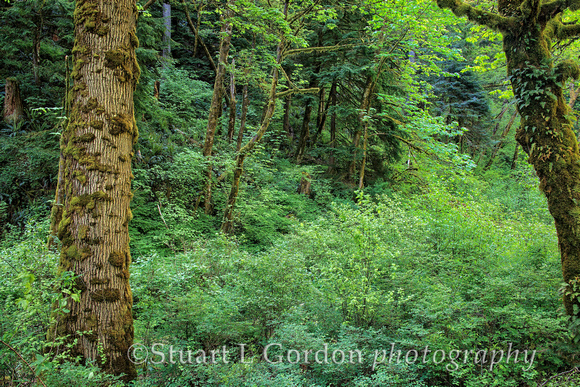 Green in the Gorge_2012_0567