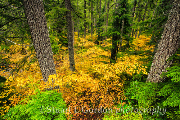 Fall Foliage 2013_0091